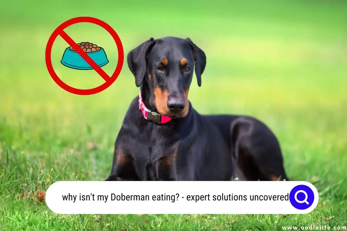 why isn't my Doberman eating