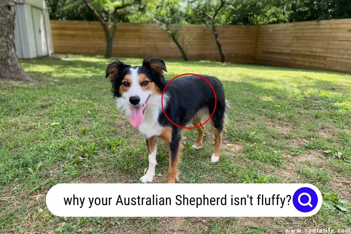 why your Australian Shepherd isn't fluffy
