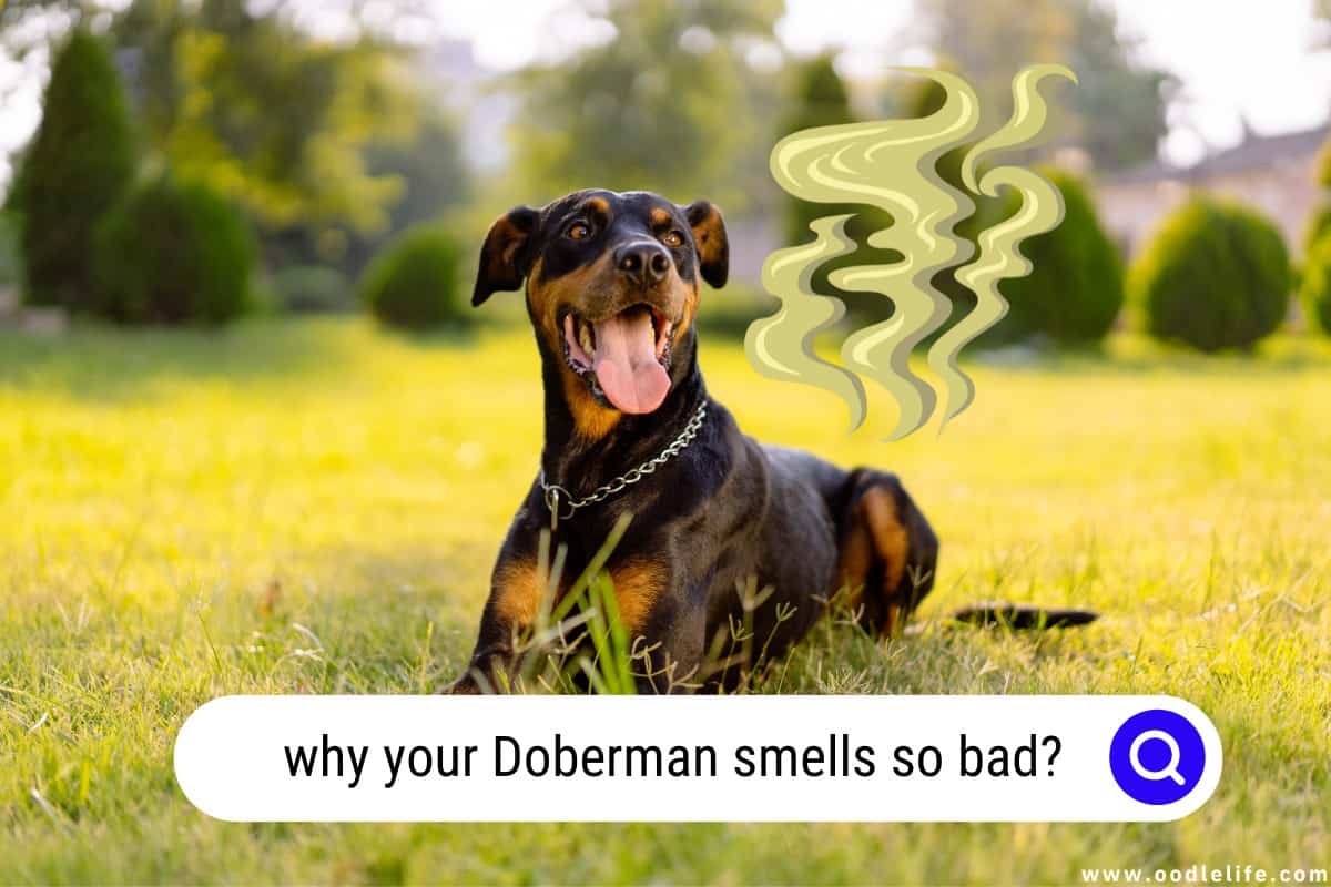 7 Shocking Reasons Dobermans Smell So Bad Oodle Life