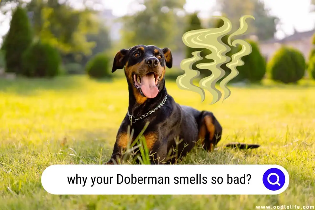 why your Doberman smells so bad