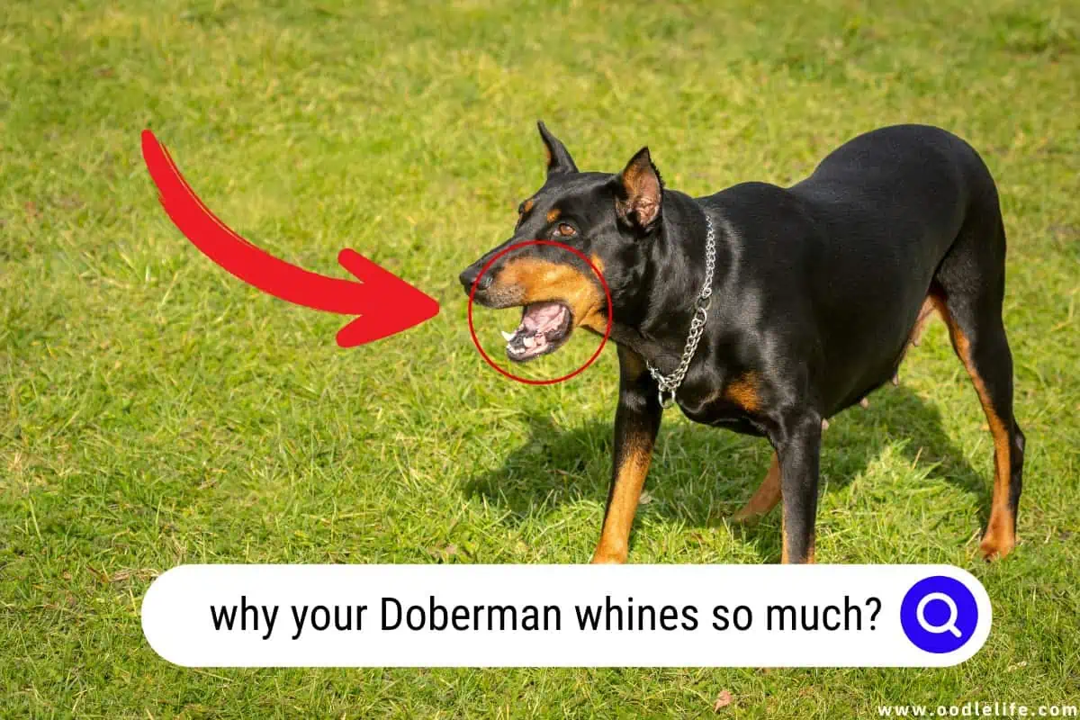 why your Doberman whines so much