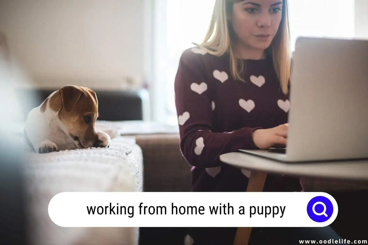 working from home with a puppy