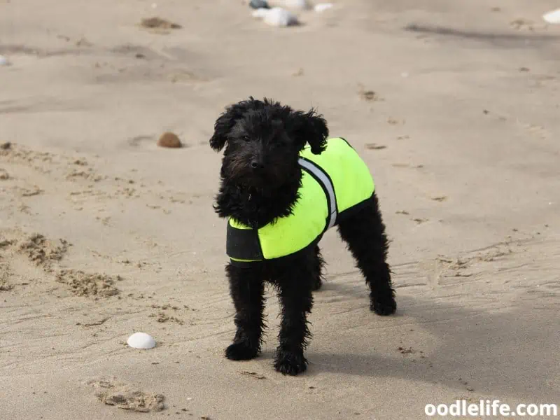 Yorkiepoo enjoys the beach