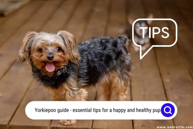 Yorkiepoo Guide – Photos and 7 Essential Tips for a Happy and Healthy Pup