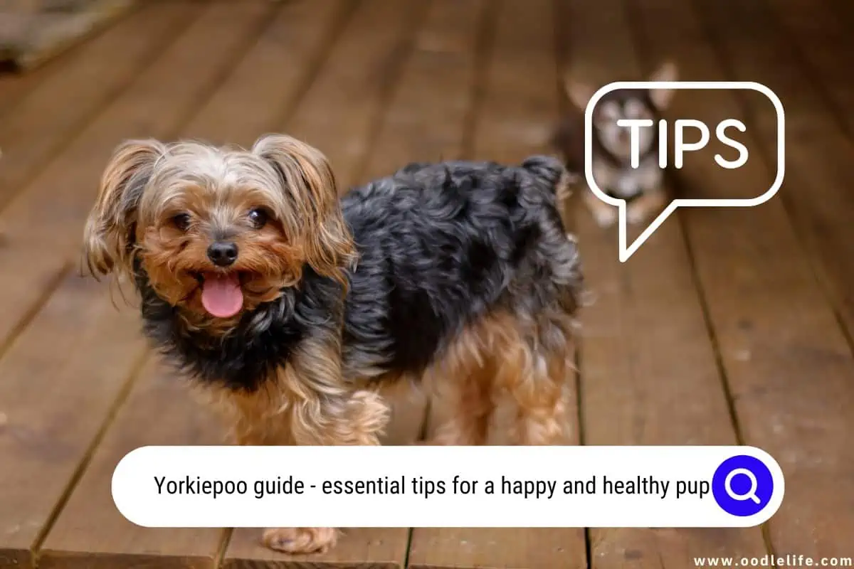 Yorkiepoo guide