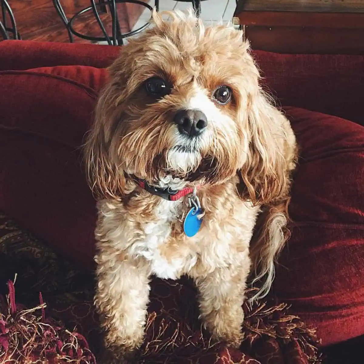 angry Cavapoo asking for treat