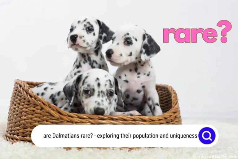 Are Dalmatians Rare? Shocking Statistics