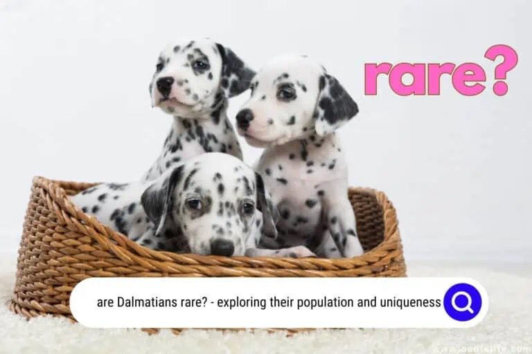 Are Dalmatians Rare? [Shocking Statistics]