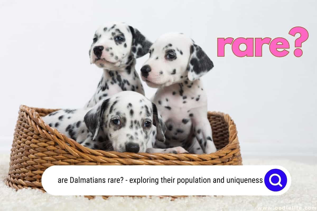 Are Dalmatians Rare? [Shocking Statistics] Oodle Life