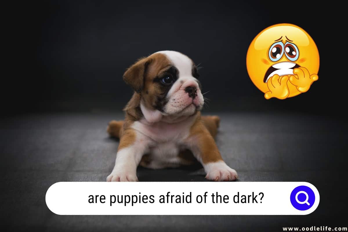 are puppies afraid of the dark