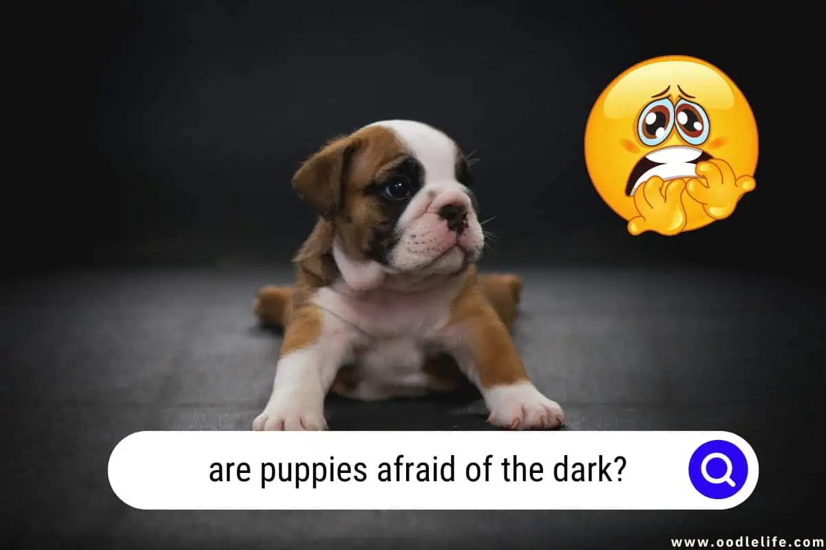 are puppies afraid of the dark