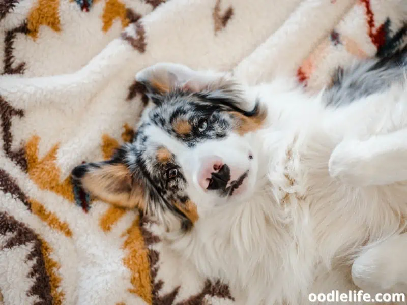 Australian Shepherd lying on bed