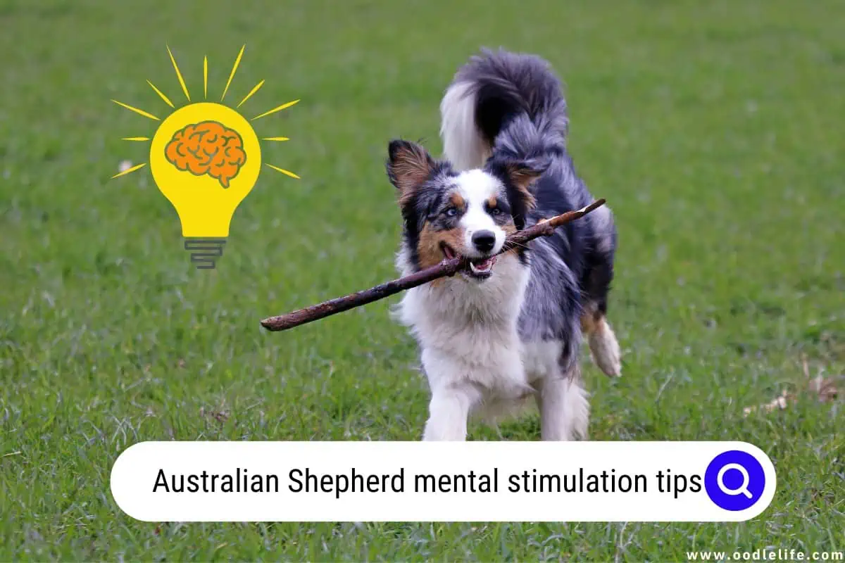 Australian Shepherd mental stimulation tips