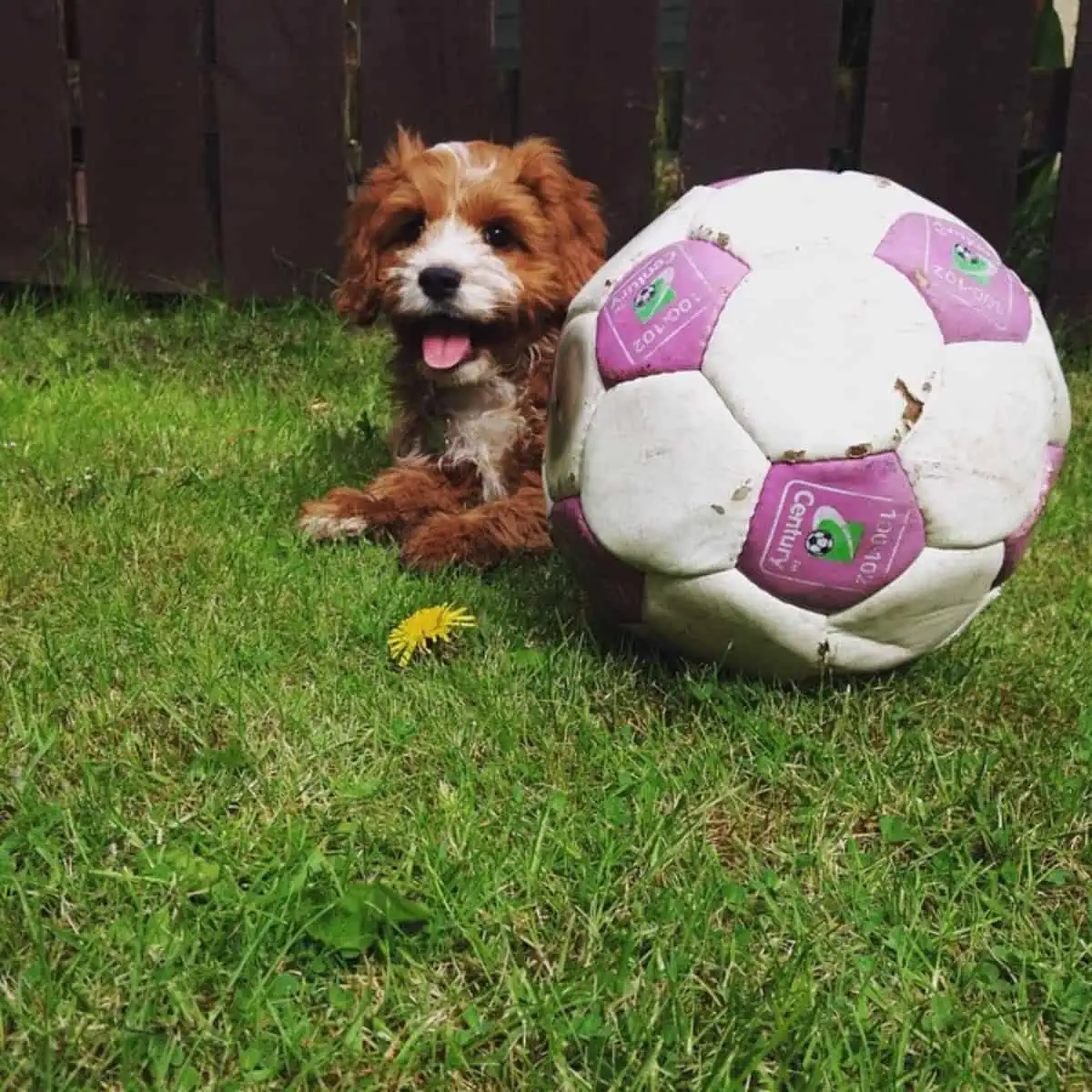 ball is bigger than Cockapoo