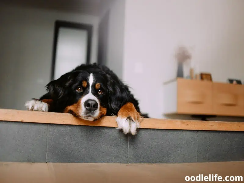 Bernese Mountain Dog lying on the floor