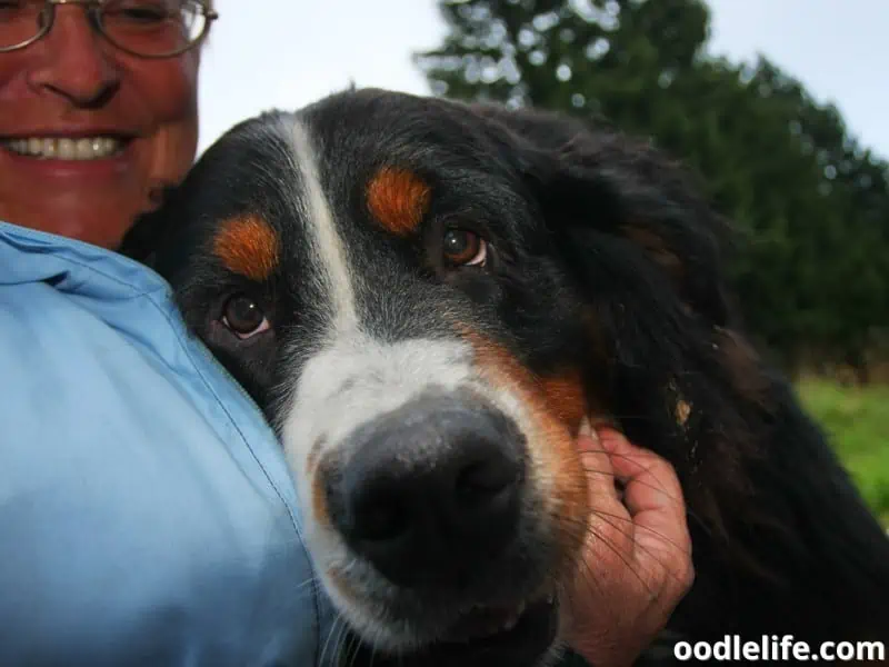 Bernese Mountain Dog with owner