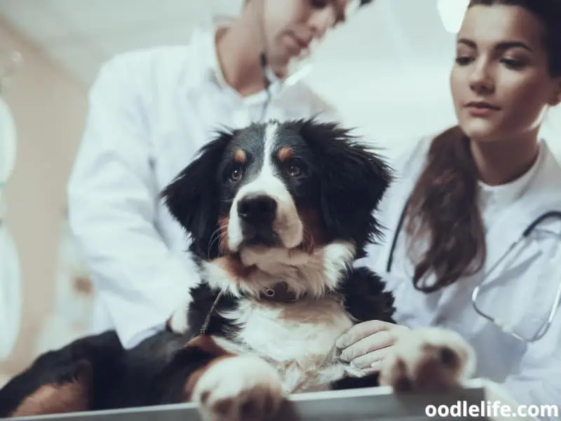 Bernese Mountain Dog with vets