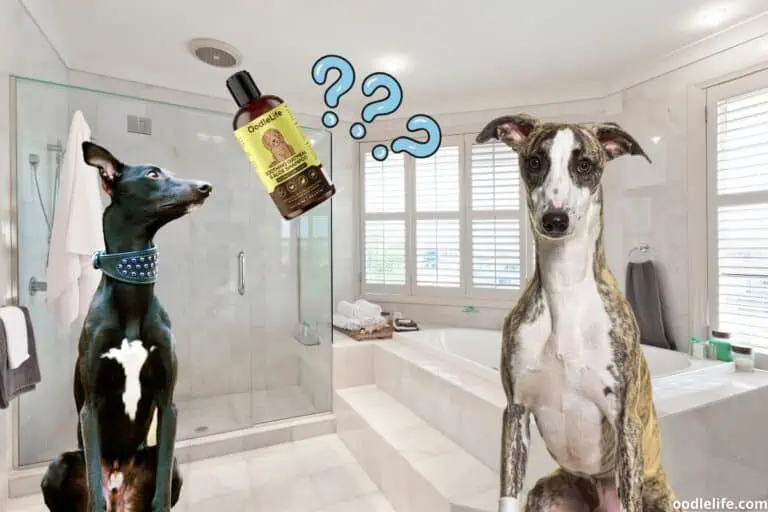 5 Best Dog Shampoo for Whippets (Coat Care and Smell Good)
