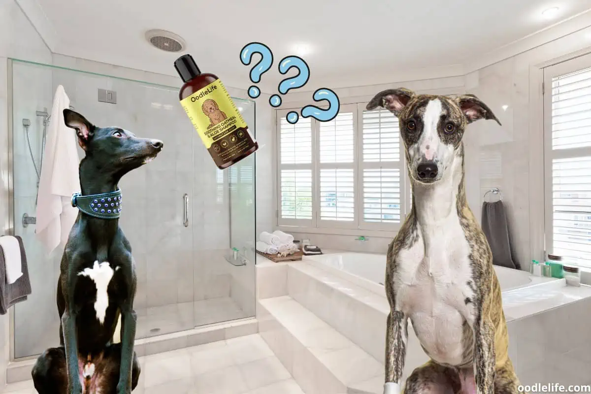 Choosing the best shampoo for Whippet dogs is tricky, you want a good clean but also to protect their skin