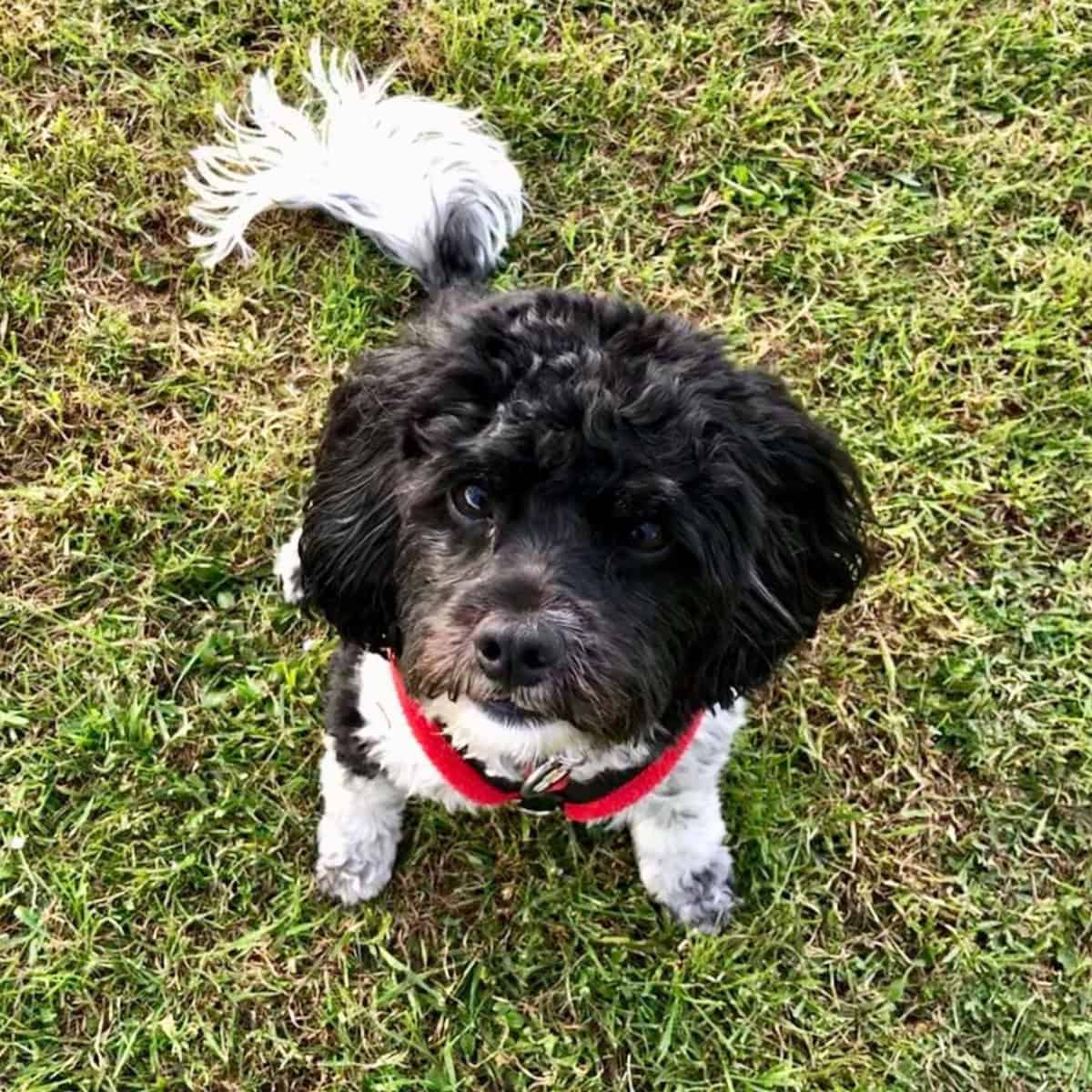 black and white Cavapoo