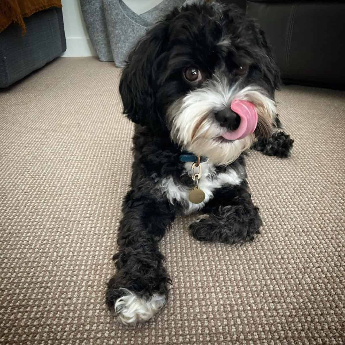 black and white Cavapoo licking its nose