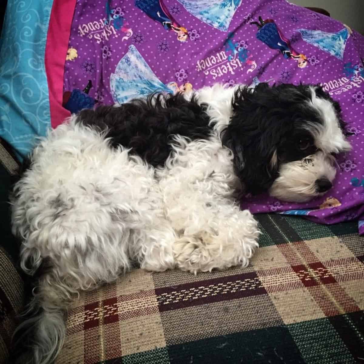 black and white Cavapoo loves pillow