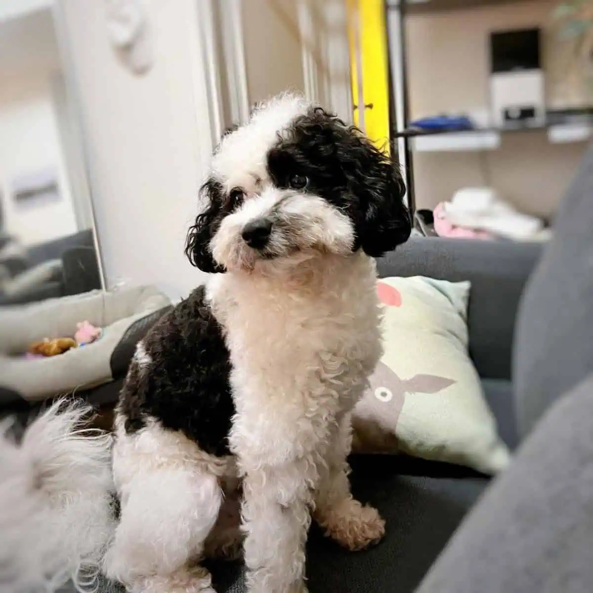 black and white Cavapoo