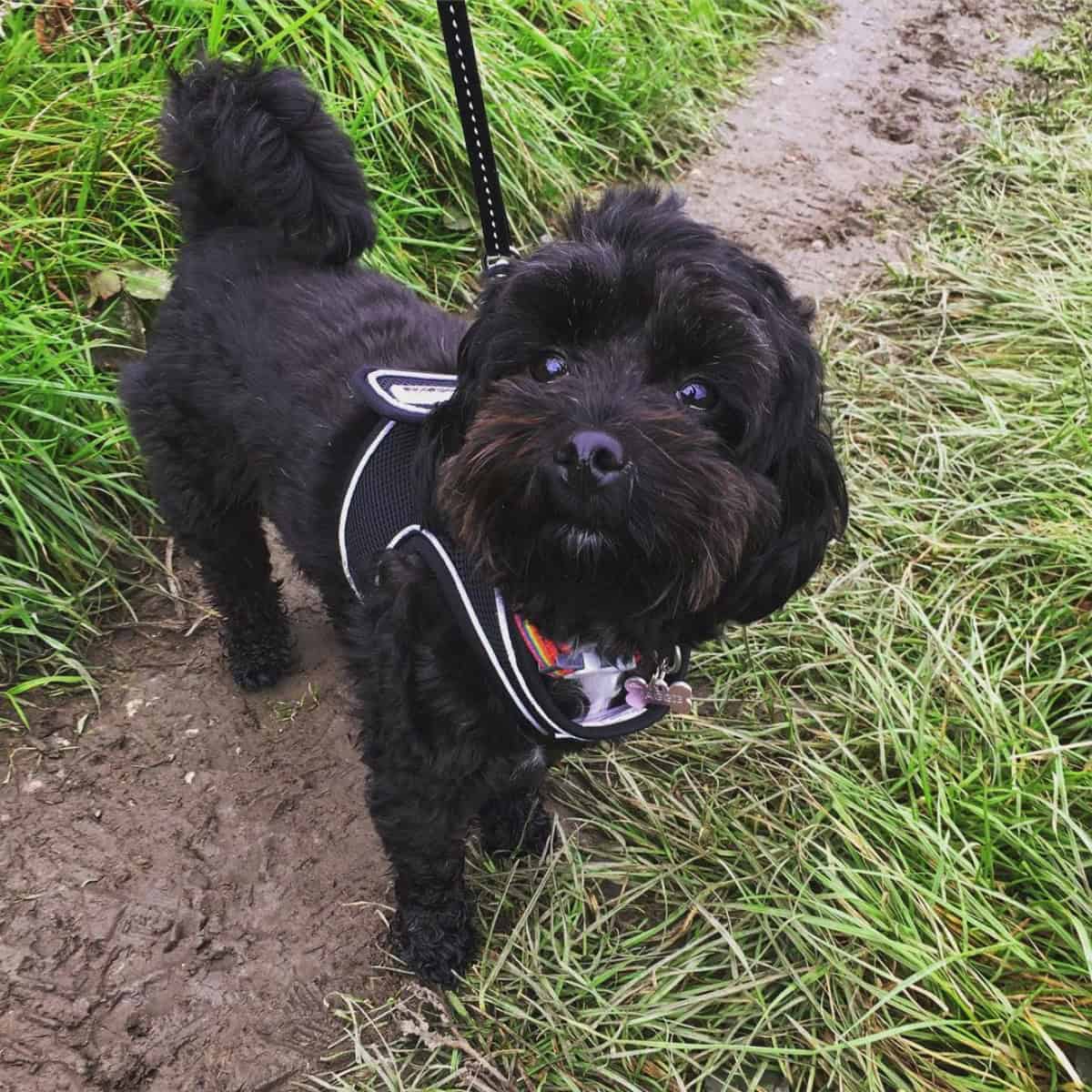 black Cavapoo loves to walk