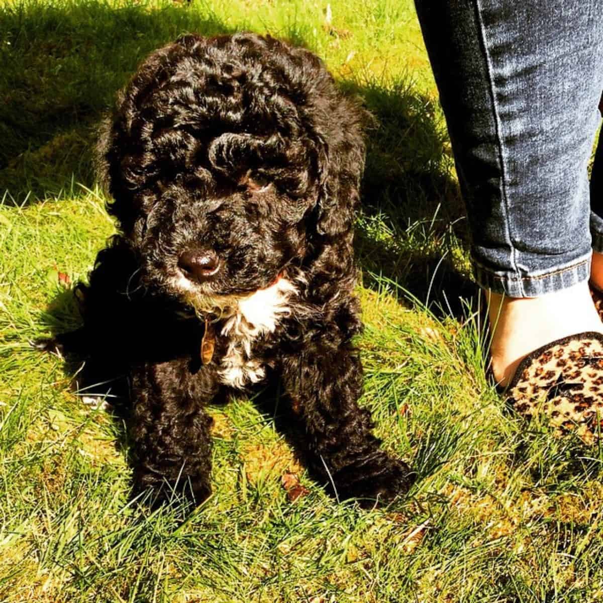 black Cockapoo outside with owner