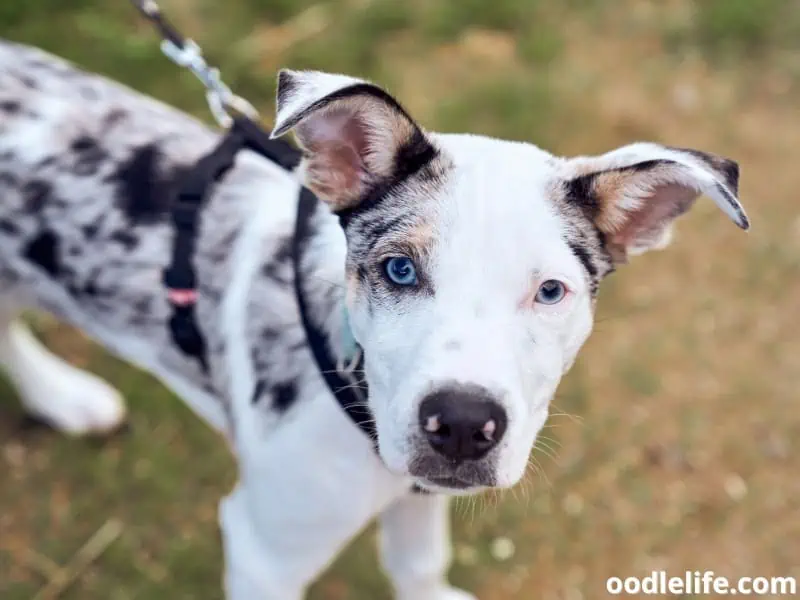 blue eyed Border Collie puppy