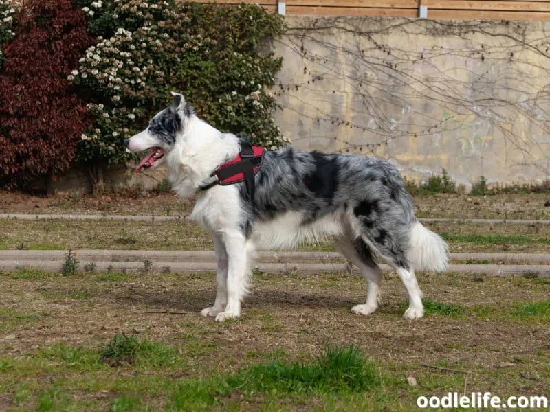 blue merle Border Collie