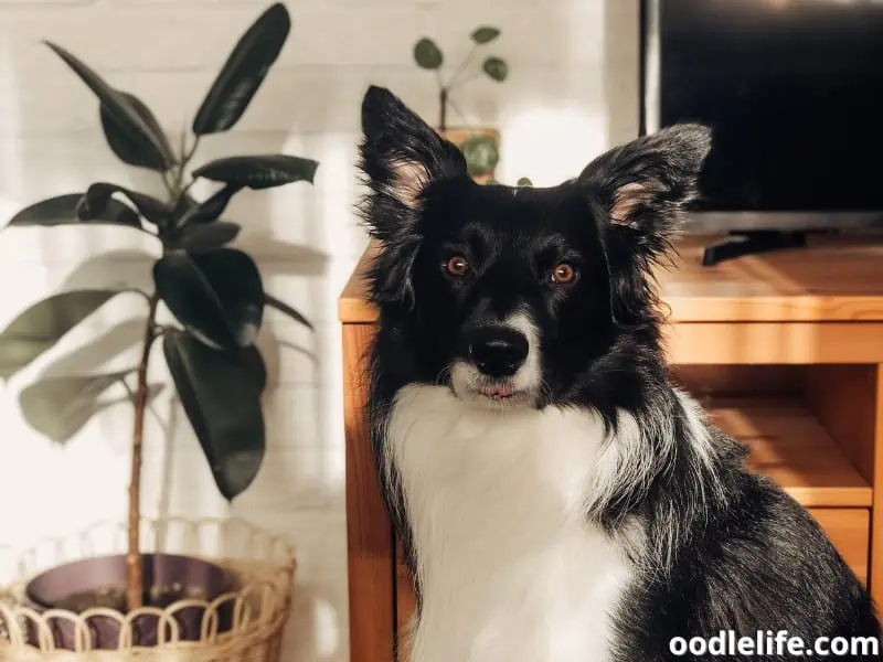 Border Collie at home