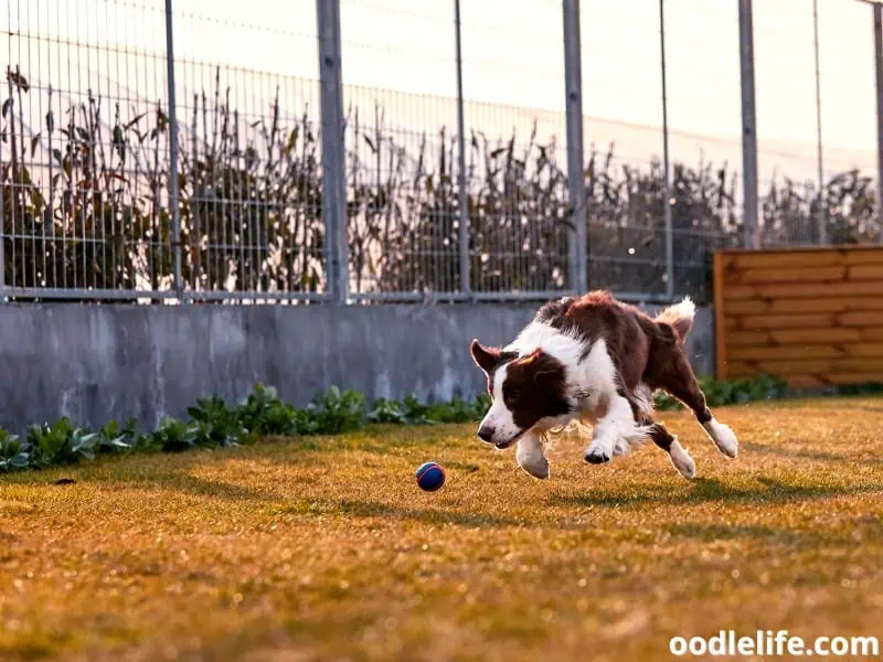 Border Collie chases ball