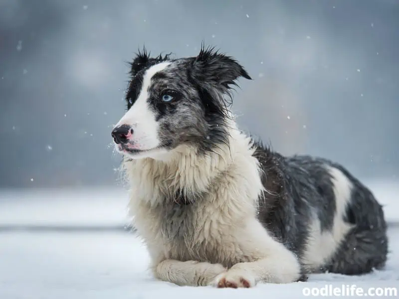 Border Collie in winter