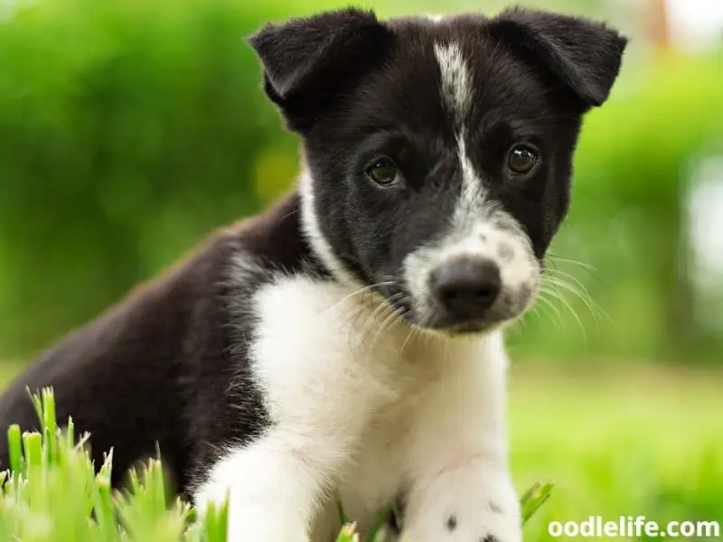 Border Collie looks sad