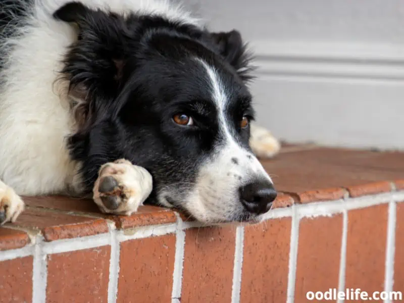 Border Collie on the floor