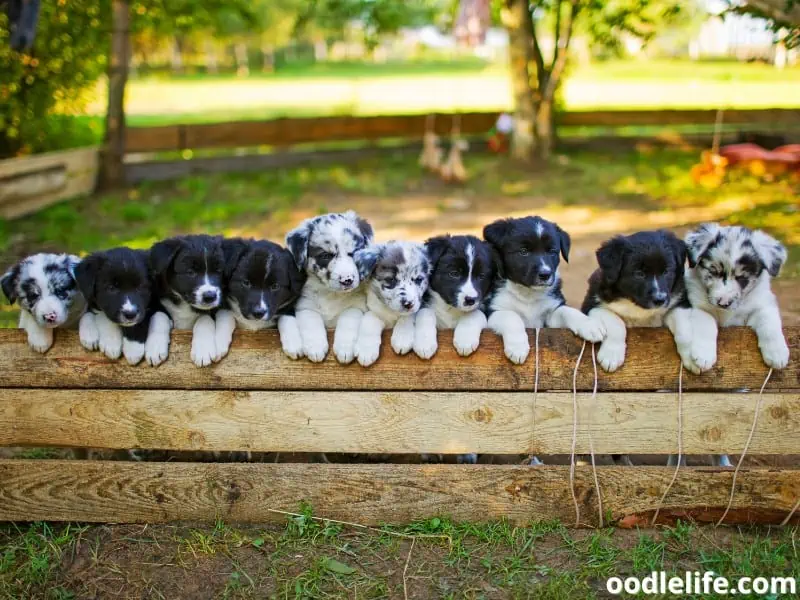 Border Collie puppies stay together