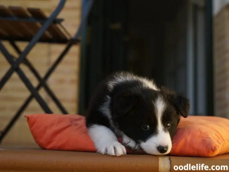 Border Collie puppy bed