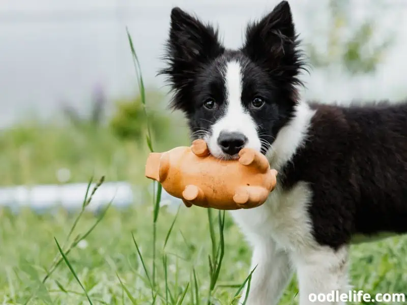 Border Collie puppy bites a toy