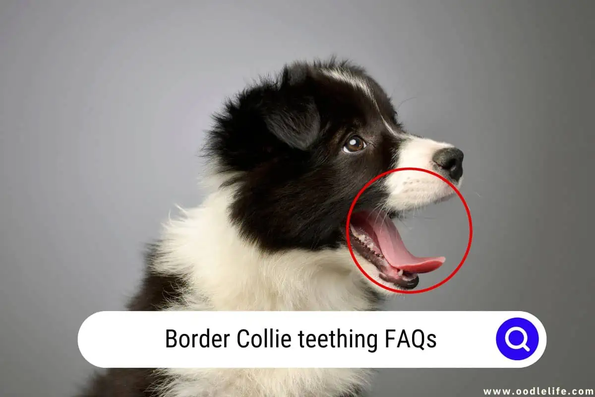 Border Collie teething FAQs