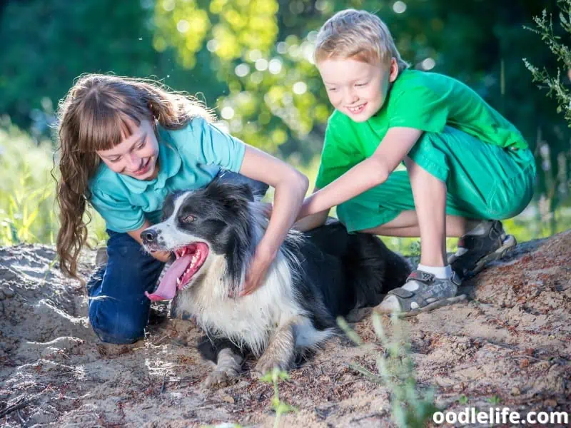 Border Collie with children