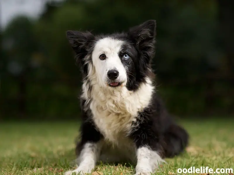 Border Collie with different eye colors