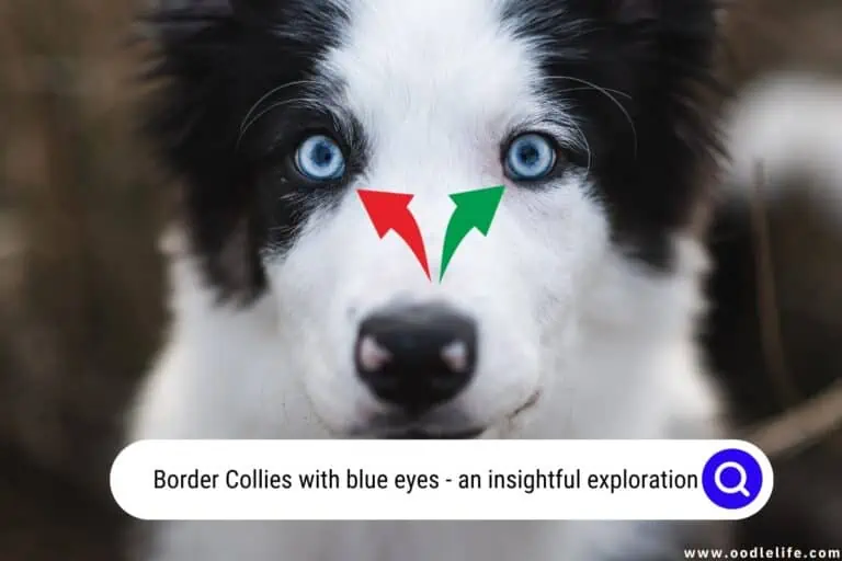 Border Collies with Blue Eyes [Rare!]