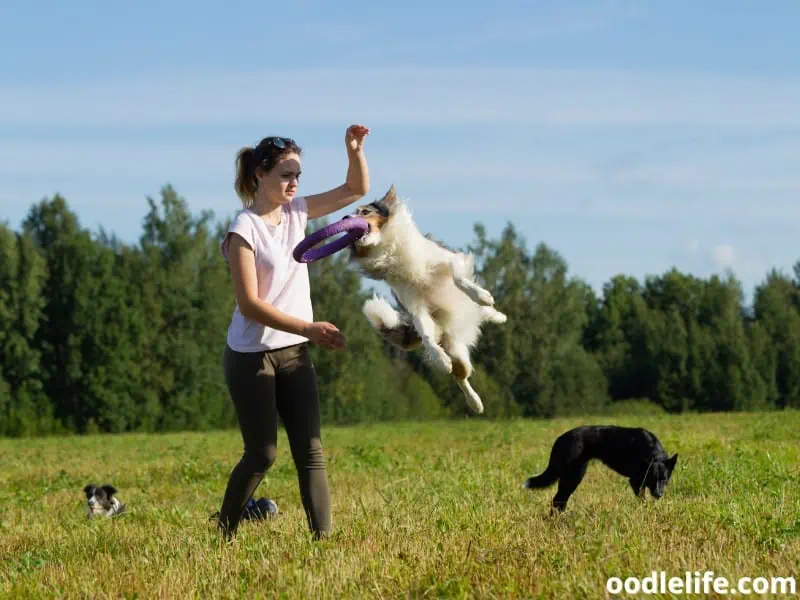 border collies with owner