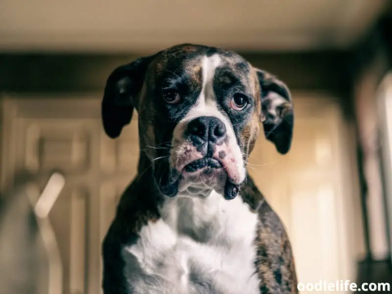 Boxer looks at owner
