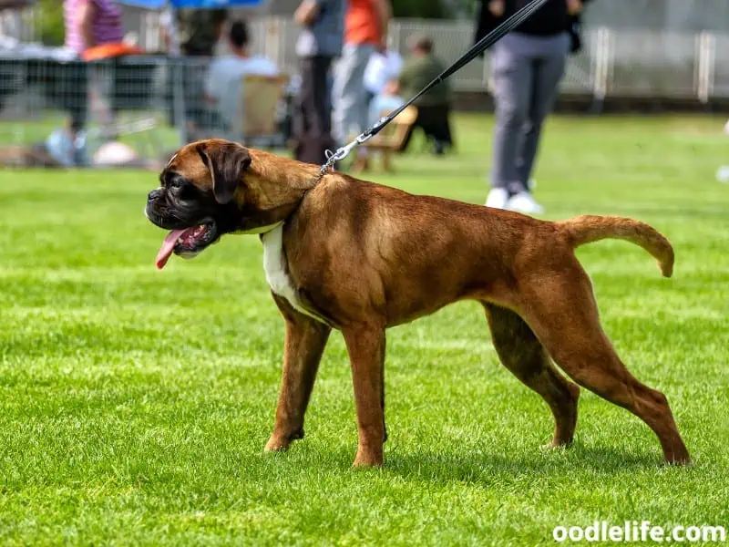 Boxer wears a leash