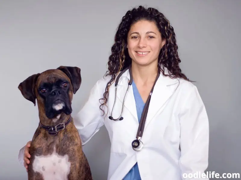 Boxer with a veterinarian