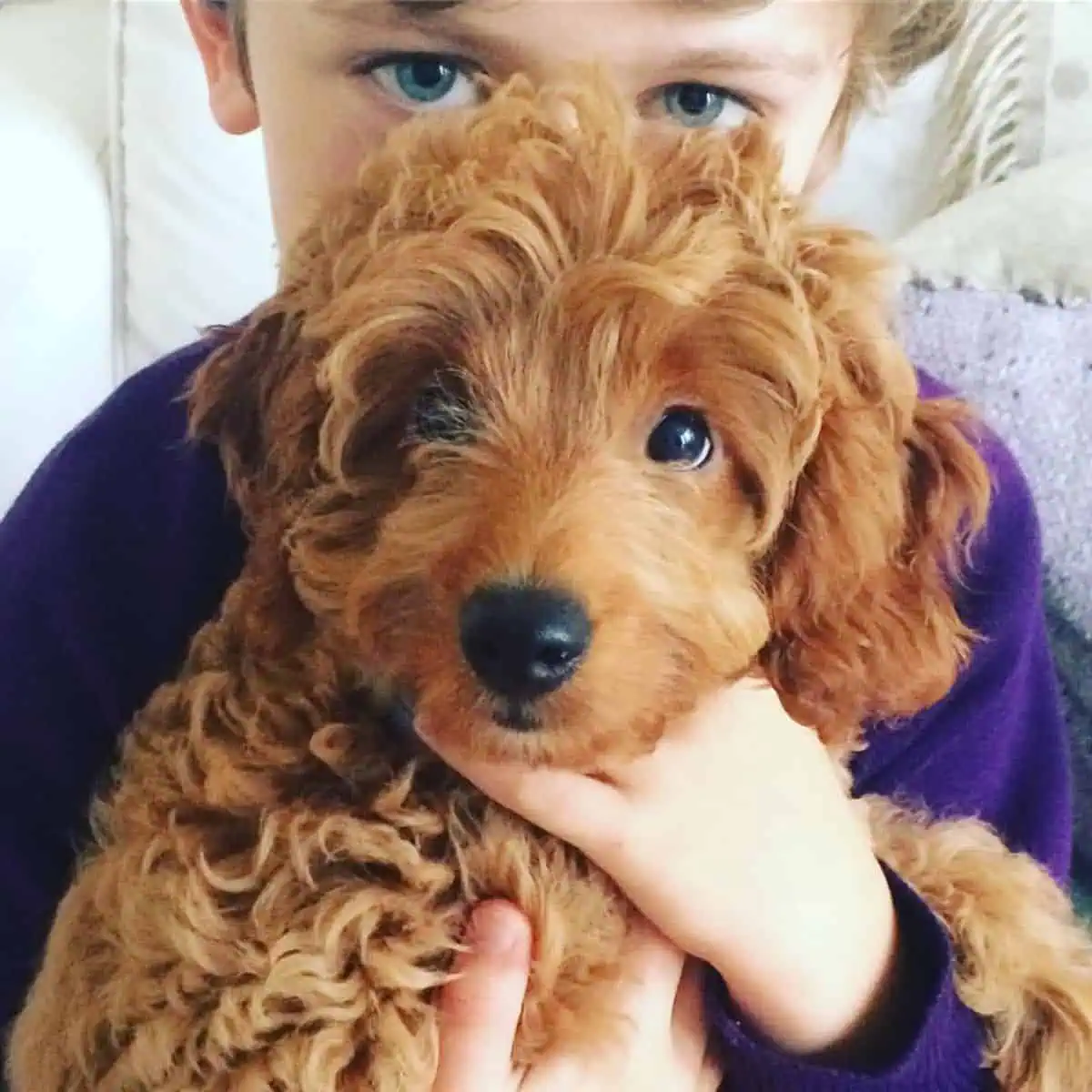 boy showing its Cavapoo