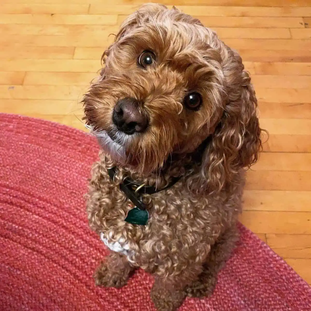 brown-eyed Cockapoo