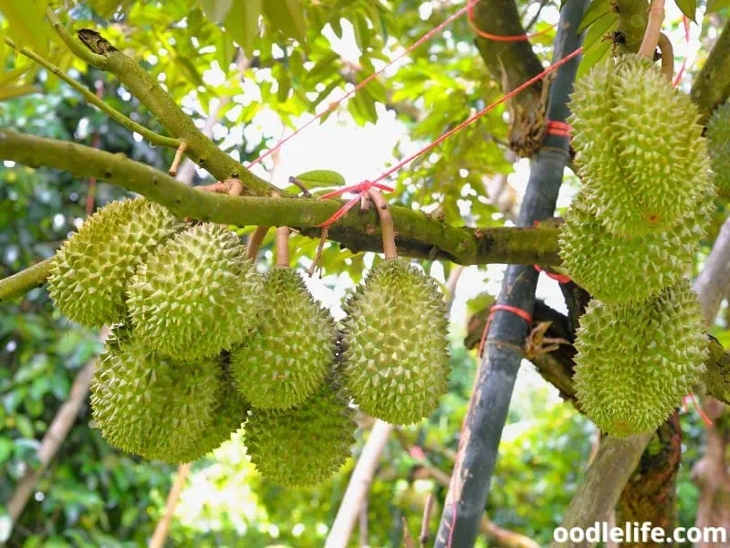 bunch of durian fruits